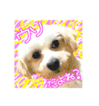 保護犬卒業生柚楽ちゃんのカラフルスタンプ（個別スタンプ：7）