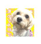 保護犬卒業生柚楽ちゃんのカラフルスタンプ（個別スタンプ：8）