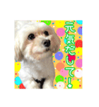 保護犬卒業生柚楽ちゃんのカラフルスタンプ（個別スタンプ：10）