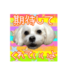 保護犬卒業生柚楽ちゃんのカラフルスタンプ（個別スタンプ：18）