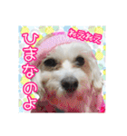 保護犬卒業生柚楽ちゃんのカラフルスタンプ（個別スタンプ：19）