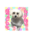 保護犬卒業生柚楽ちゃんのカラフルスタンプ（個別スタンプ：20）