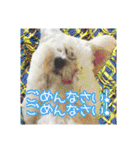 保護犬卒業生柚楽ちゃんのカラフルスタンプ（個別スタンプ：22）