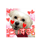 保護犬卒業生柚楽ちゃんのカラフルスタンプ（個別スタンプ：23）