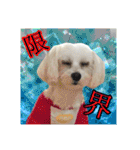 保護犬卒業生柚楽ちゃんのカラフルスタンプ（個別スタンプ：24）
