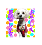 保護犬卒業生柚楽ちゃんのカラフルスタンプ（個別スタンプ：25）