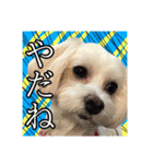 保護犬卒業生柚楽ちゃんのカラフルスタンプ（個別スタンプ：26）