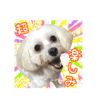 保護犬卒業生柚楽ちゃんのカラフルスタンプ（個別スタンプ：27）