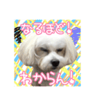 保護犬卒業生柚楽ちゃんのカラフルスタンプ（個別スタンプ：28）