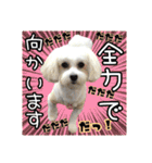 保護犬卒業生柚楽ちゃんのカラフルスタンプ（個別スタンプ：29）