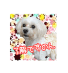 保護犬卒業生柚楽ちゃんのカラフルスタンプ（個別スタンプ：30）