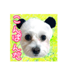 保護犬卒業生柚楽ちゃんのカラフルスタンプ（個別スタンプ：32）