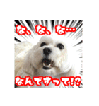 保護犬卒業生柚楽ちゃんのカラフルスタンプ（個別スタンプ：36）
