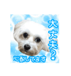 保護犬卒業生柚楽ちゃんのカラフルスタンプ（個別スタンプ：37）