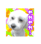保護犬卒業生柚楽ちゃんのカラフルスタンプ（個別スタンプ：39）