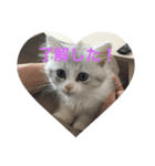 子猫のBern（個別スタンプ：1）