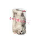 子猫のBern（個別スタンプ：2）
