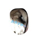 子猫のBern（個別スタンプ：3）