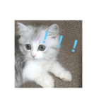 子猫のBern（個別スタンプ：4）