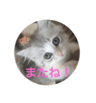 子猫のBern（個別スタンプ：5）