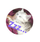 子猫のBern（個別スタンプ：6）