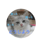子猫のBern（個別スタンプ：7）