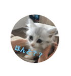 子猫のBern（個別スタンプ：8）