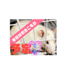 ファンシーラット2（個別スタンプ：3）