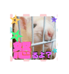 ファンシーラット2（個別スタンプ：4）