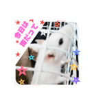 ファンシーラット2（個別スタンプ：5）