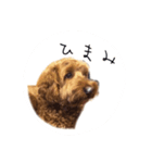 ルポのスタンプにこめ（個別スタンプ：8）