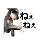 素晴らしい犬のごんちゃん（個別スタンプ：4）