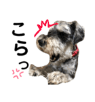 素晴らしい犬のごんちゃん（個別スタンプ：6）