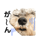 素晴らしい犬のごんちゃん（個別スタンプ：7）