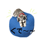素晴らしい犬のごんちゃん（個別スタンプ：8）