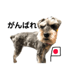 素晴らしい犬のごんちゃん（個別スタンプ：9）