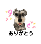 素晴らしい犬のごんちゃん（個別スタンプ：10）
