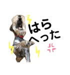 素晴らしい犬のごんちゃん（個別スタンプ：13）