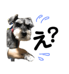 素晴らしい犬のごんちゃん（個別スタンプ：14）