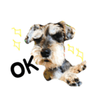 素晴らしい犬のごんちゃん（個別スタンプ：16）