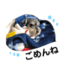 素晴らしい犬のごんちゃん（個別スタンプ：17）
