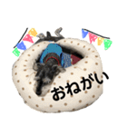 素晴らしい犬のごんちゃん（個別スタンプ：18）