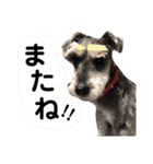 素晴らしい犬のごんちゃん（個別スタンプ：21）
