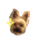 コロネのスタンプDX（個別スタンプ：2）