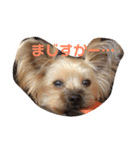 コロネのスタンプDX（個別スタンプ：3）