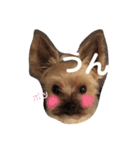 コロネのスタンプDX（個別スタンプ：5）