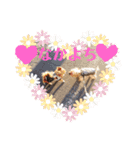 コロネのスタンプDX（個別スタンプ：6）