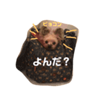 コロネのスタンプDX（個別スタンプ：11）