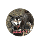 黒柴 毎日スタンプ（個別スタンプ：2）