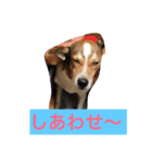 可愛い家族達、いつまでも心に。（個別スタンプ：2）
